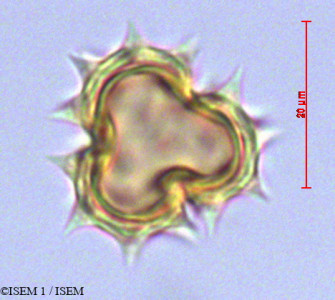 ISEM 1/Mikania_aschersonii_29073/Mikania_aschersonii_29073_0001(copy)_thumb.jpg
